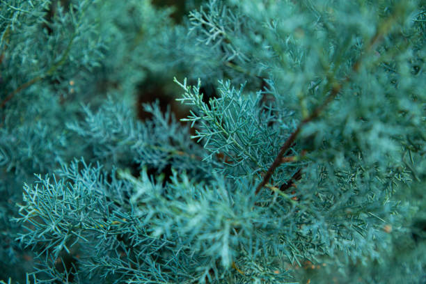 Branches of juniper with dense green needles and many blue berries. Macro shot highlights the natural texture and calm tones of the plant