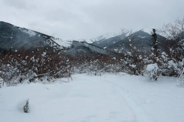 Canadian Rockies in Winter
