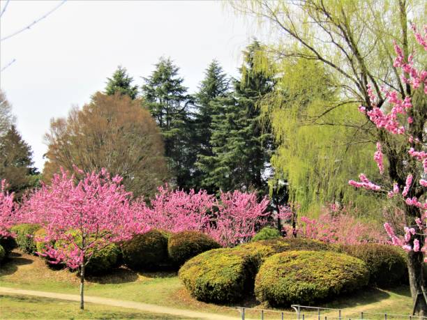 istock Japan. March. Plum blossom in the park 2203703053