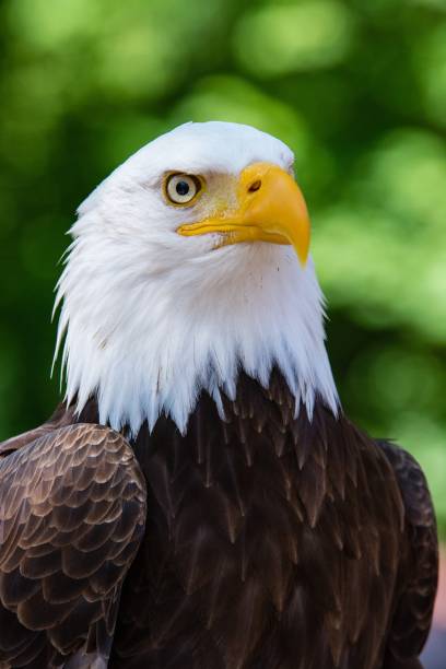 istock Bird photography 2203704223