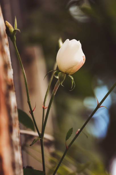 A close up of a beautiful, pink rose in bloom. Shot with a Canon 5D Mark IV.