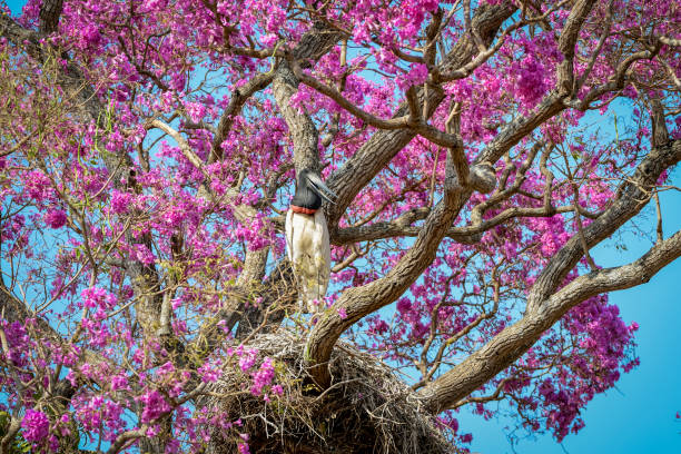 Jabiru (Jabiru mycteria) nest in a pink trumpet tree, Pantanal wetlands, Brazil