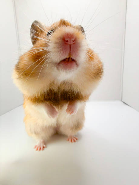 istock Cute Syrian hamster with full cheek pouches looking curious 2203712323