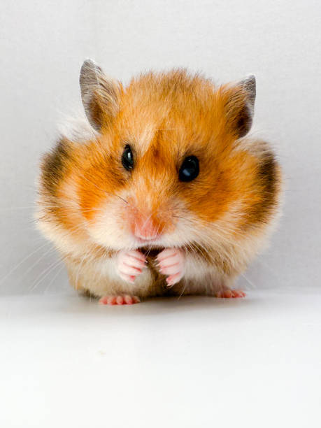 istock Cute Syrian hamster with full cheek pouches looking curious 2203712331