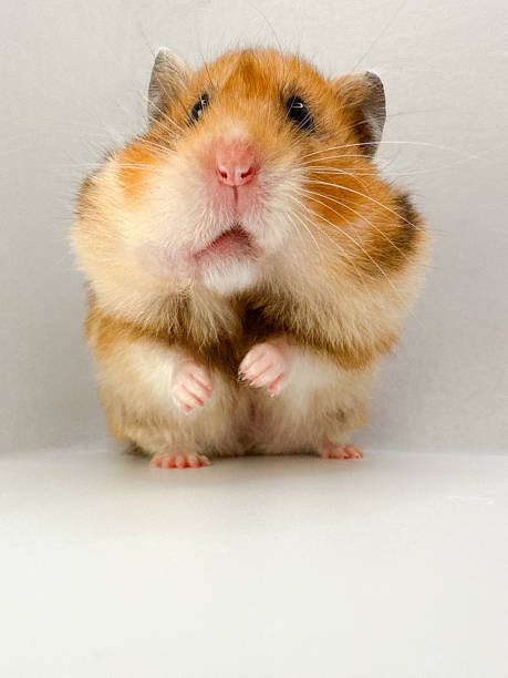 istock Cute Syrian hamster with full cheek pouches looking curious 2203712334