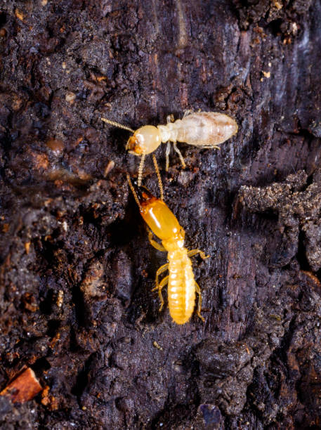 istock Subterranean termites Reticulitermes lucifugus, termites living under rotten wood old tree stump 2203713396