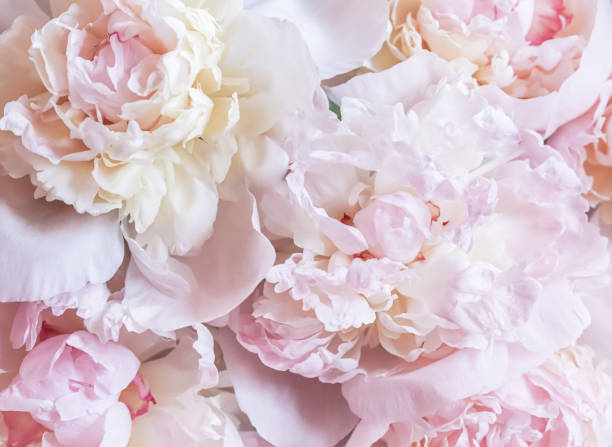 istock White pink peony petals. Soft focus. Abstract floral background for holiday design 2203713541