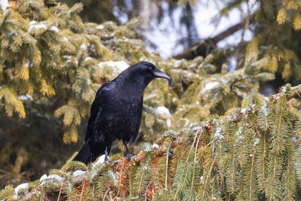 istock American crow  in winter 2203715142