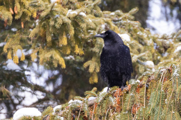 istock American crow  in winter 2203715143