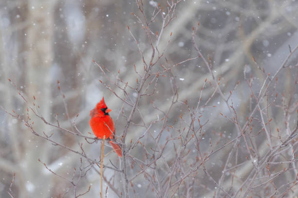 istock northern cardinal in winter storm 2203716168