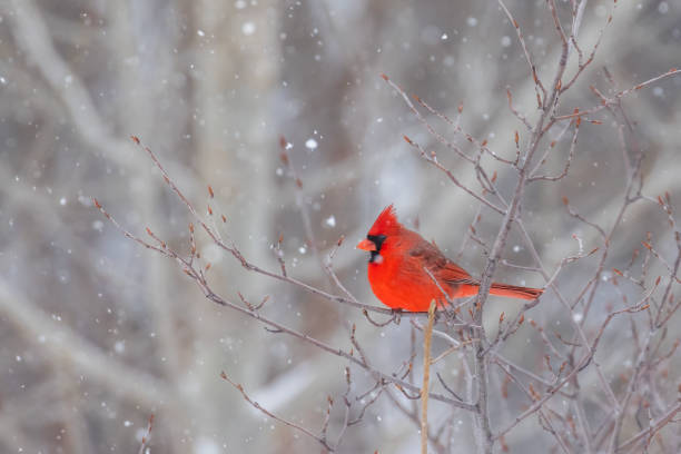 istock northern cardinal in winter storm 2203716169