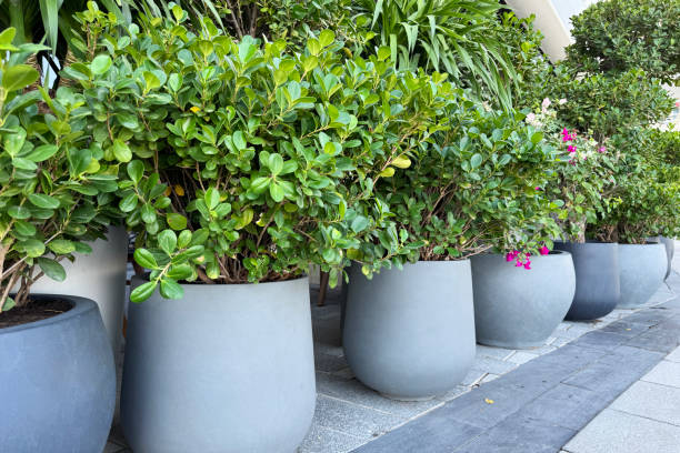 istock Modern urban landscaping with potted plants 2203716256