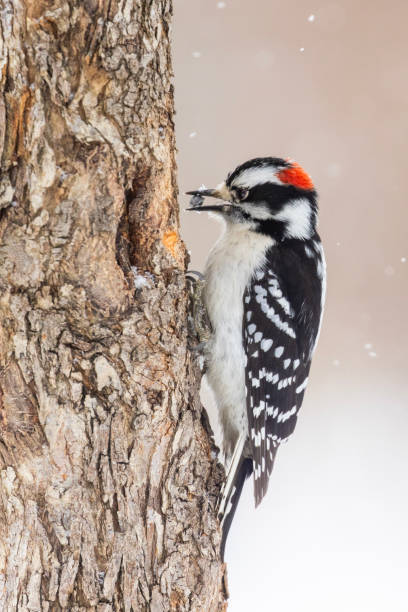 istock downy woodpecker in winter 2203716474