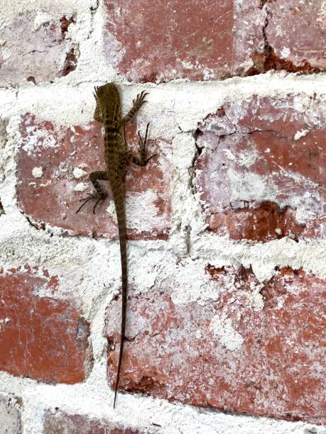 istock Baby Eastern Australian Water Dragon on Rustic Up-Cycled Brick Wall 2203717092