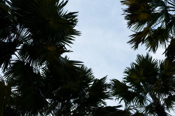 Coconut trees with blue sky, beautiful tropical background. Tropical background with palm trees