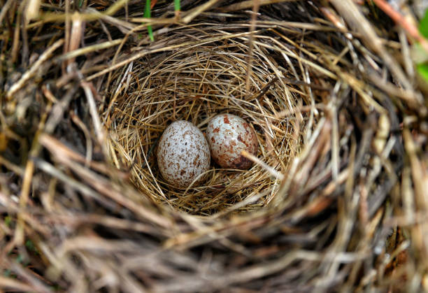 istock Close-up of a bird's nest containing Northern Cardinal eggs 2203720892