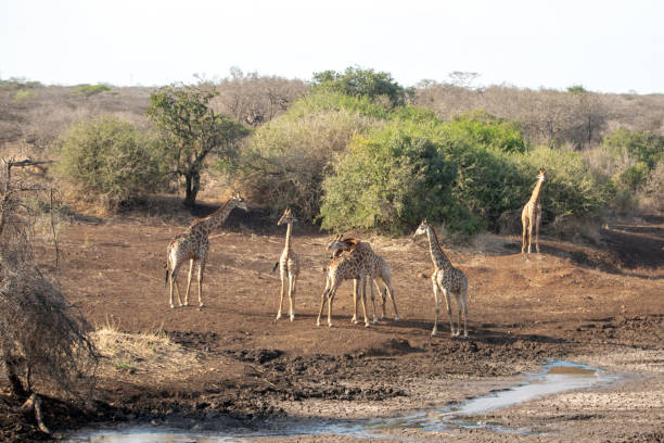 istock Six giraffes at a drying waterhole in Africa 2203721957