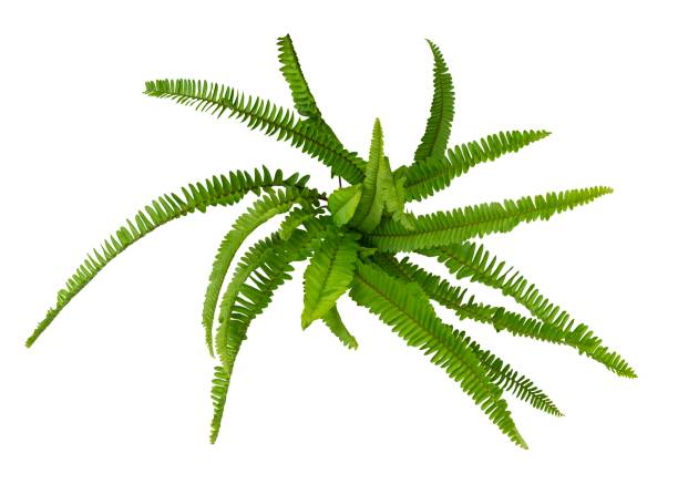 istock Fern leaf ornamental plant isolated 2203723503