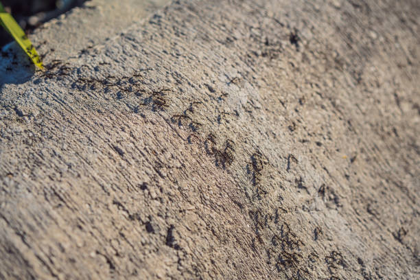Close-Up Of Ants On Wall