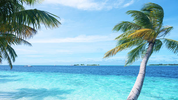 istock Coconut palm trees and tropical turquoise sea with sunny blue sky copy space scene 2203725314