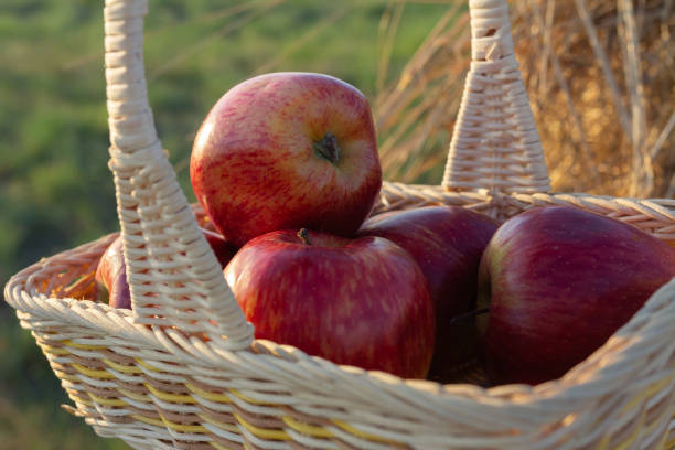 Red apples in a wicker basket.