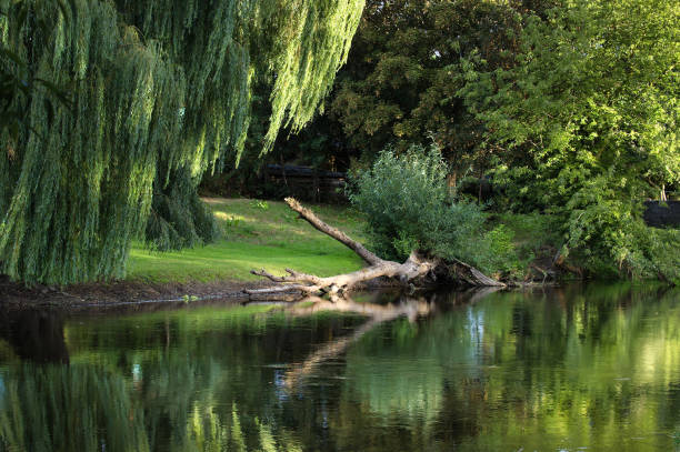 istock A tranquil pond scene with a weeping willow and a fallen tree trunk reflecting in the water. 2203727872