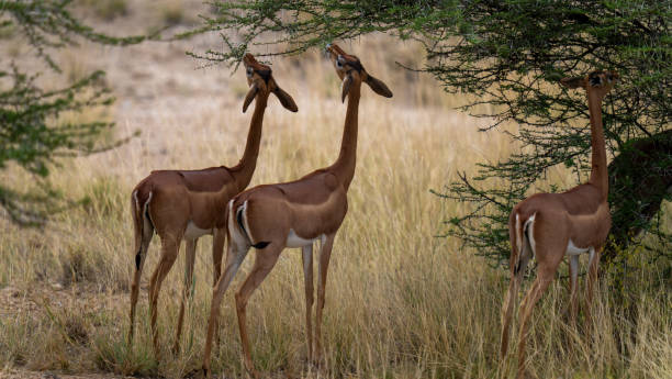 istock Gerenuk's eating trees 2203730050