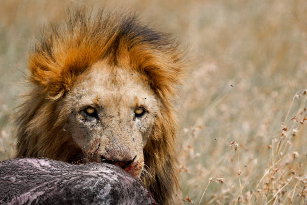 A Male lion, and a piece of meat on the savannah. Lion and Safari park, Gauteng, South Africa
