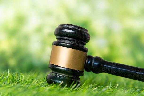 istock A wooden gavel on vibrant green grass. 2203730341