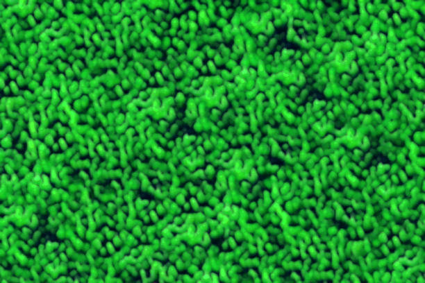 Abstract texture of fluorescent neon green microscopic cells and bacteria crowded together as seen under a microscope.