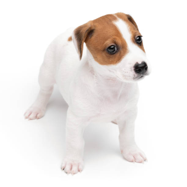 istock Puppy Jack russell terrier standing isolated on white background. 2203733144