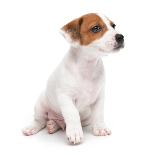 istock Jack Russell Terrier puppy sitting isolated on white background. 2203733189