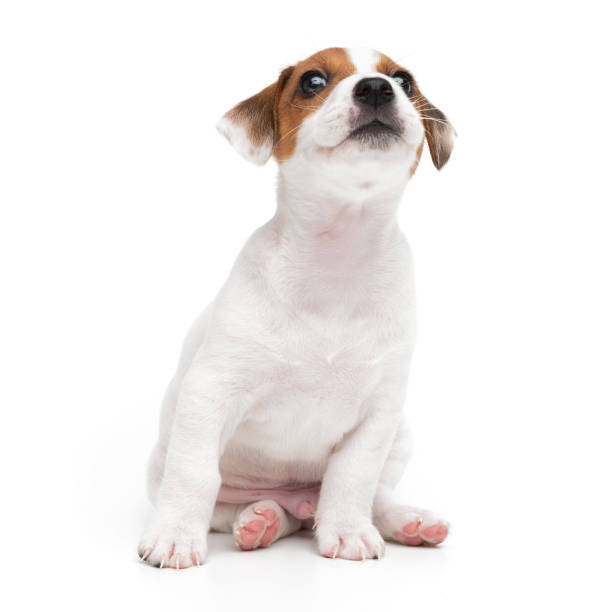 istock Jack Russell Terrier puppy sitting isolated on white background. 2203733265