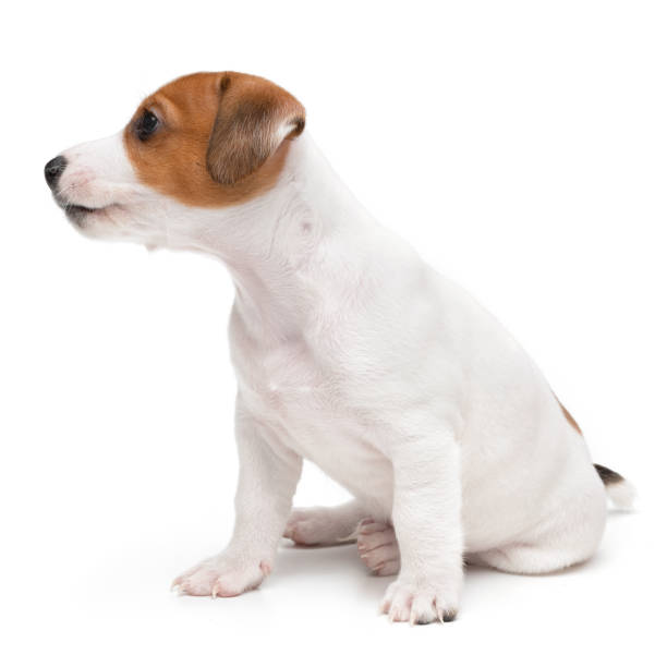 istock Jack Russell Terrier puppy isolated on white background. Dog jack terrier sitting front view studio shot. 2203733418