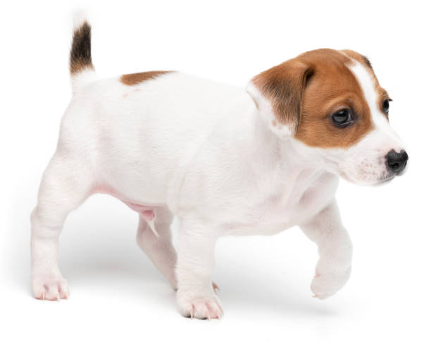 istock Puppy Jack russell terrier standing isolated on white background. 2203733444