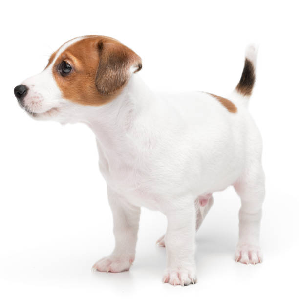 istock Puppy Jack russell terrier standing isolated on white background. 2203733462