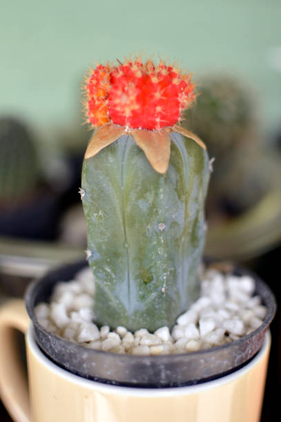 small cactuses in decorative pots