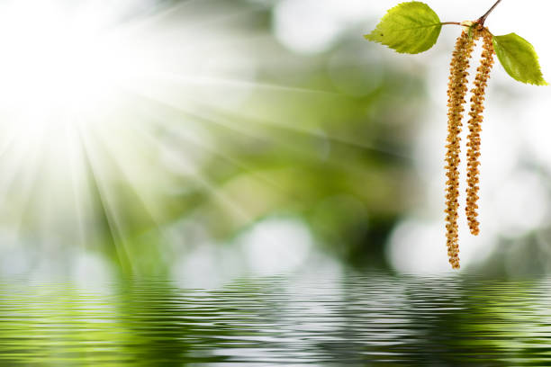 Delicate catkins hang gracefully from a branch, illuminated by soft sunlight. Their golden hues reflect off calm water, creating a serene atmosphere in nature's embrace.