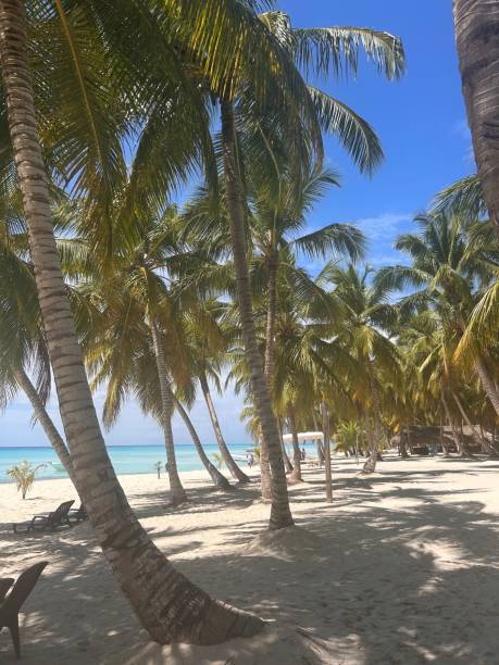 istock Tropical beach with palm trees and turquoise sea. 2203735308