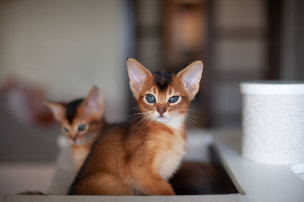istock Abyssinian ruddy cat sitting on hammock at home interior. 2203737927