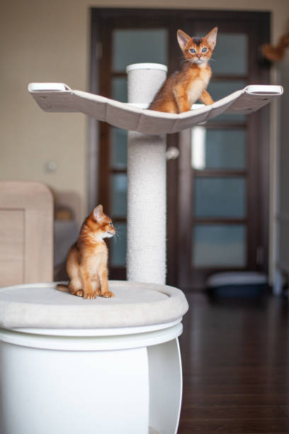 istock Abyssinian ruddy kittens sitting on scratching post with hammock. 2203737964