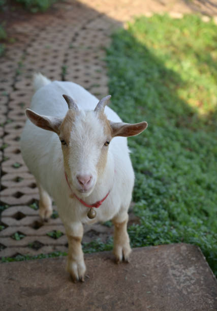 Goat portrait. Domestic goat.