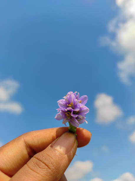 Woman's hand holding purple flower with blue sky on the background