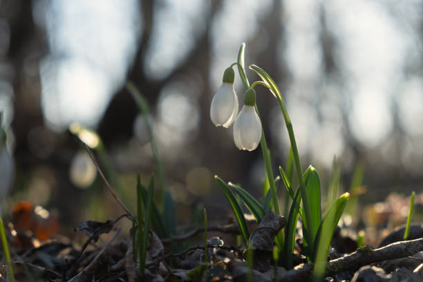 istock Snowdrops Galanthus nivalis in the forest close-up. 2203739949