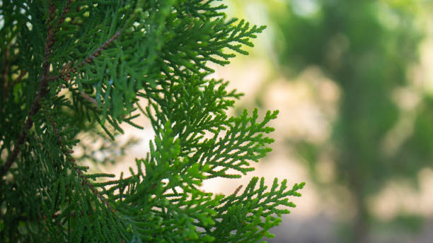 istock close up foliage of cypress or juniper in day light with copy space 2203739965