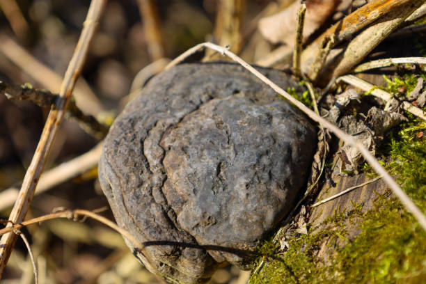 The mushroom has a dark, almost black color with a rough texture. Branches and moss add natural context and texture to the image.