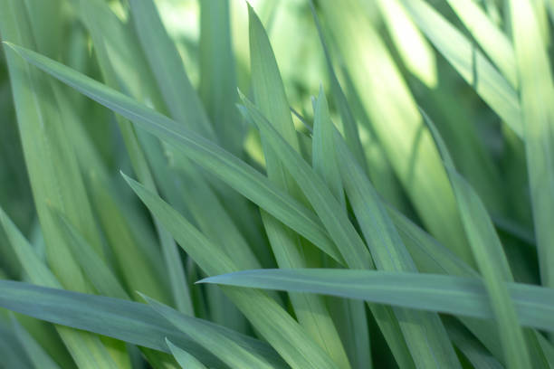 Green iris leaves soft-focus dreamy aesthetic abstract natural background. Botanical fresh foliage poster