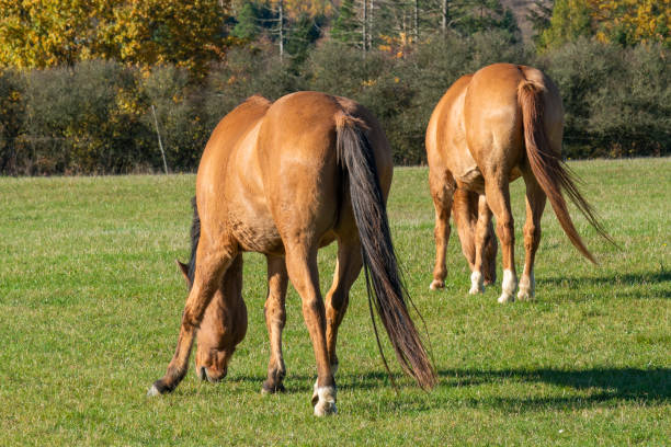 istock Horses on a pasture during autumn 2203744424