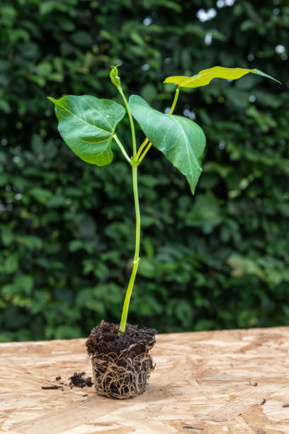 istock Seeding with root ball on wooden board 2203744471