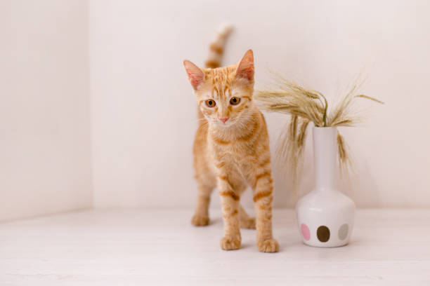istock An inquisitive red cat looks with interest at the frame 2203744825